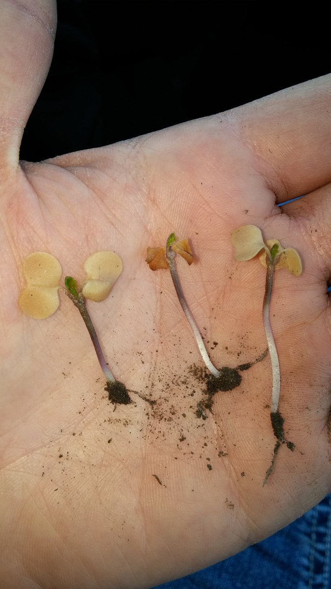 cjbaillargeon's tweet photo. Why we wait 3 days before looking after frost #newgrowth #nowrainplease https://t.co/dtQSJtvZFR
