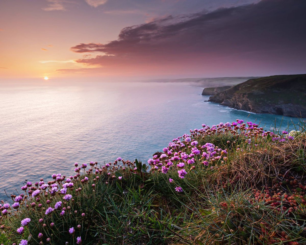 Photo: #AndyFrettsome #seapinks #HalzephronCliffs #Cornwall #ruggedshoreline #romantic #stunning