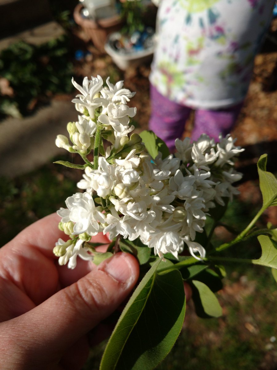 bcmclem's tweet photo. First lilacs of the season <3 https://t.co/ZA2MnUtnOc