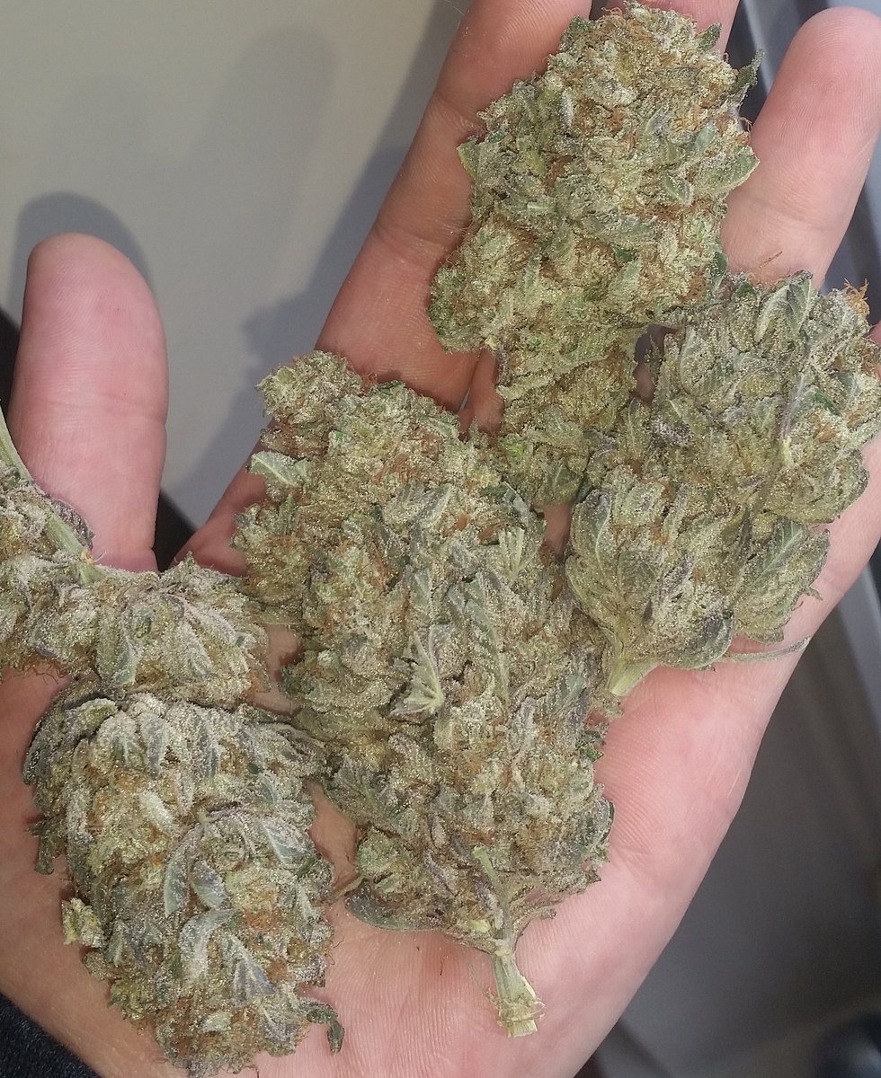 westmidzhigrade's tweet photo. #bigbuds #stardawg #ukweed #uk420 #dankofengland #westmidzhighgrade @DankOfSamson #spliff #blunt #wakenbake #rawweed https://t.co/uoX9GIFj1O