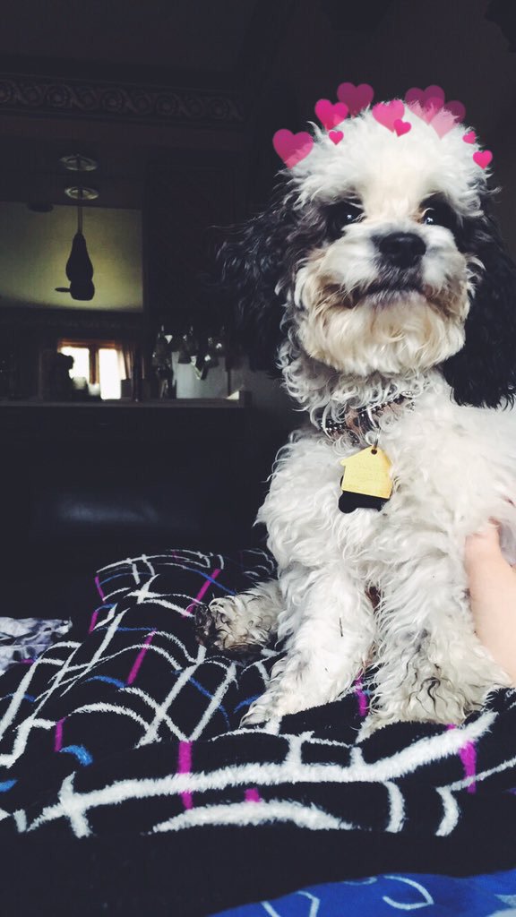 hearts on puppies (@heartsonpups) on Twitter photo 