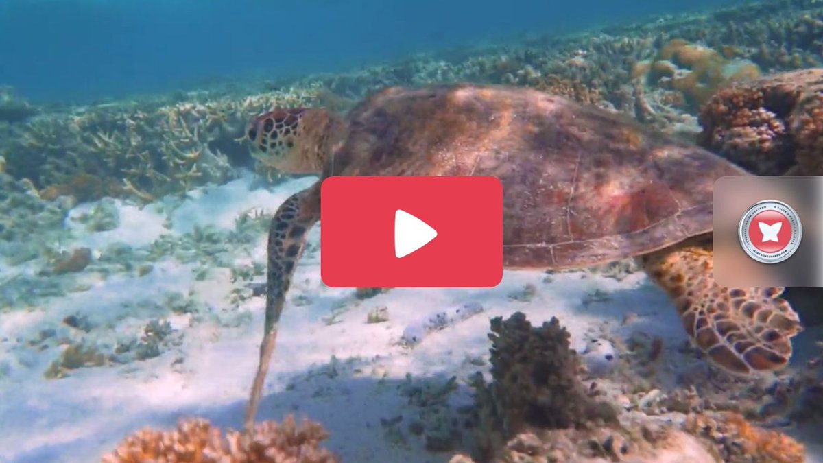 Help fight for our turtles -> msc.do/brV6 #changeattached #queensland #turtle #greatbarrierreef