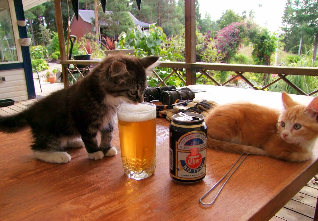 AliMaadelat's tweet photo. Kitten tasting beer for the first time 😂 https://t.co/rrfVNna8CC
