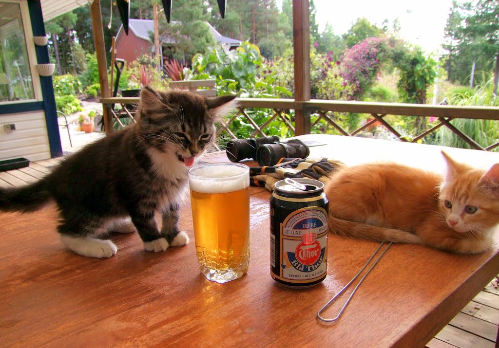 AliMaadelat's tweet photo. Kitten tasting beer for the first time 😂 https://t.co/rrfVNna8CC