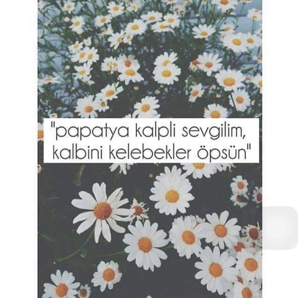 Nur Ziko (@zikonur) on Twitter photo 