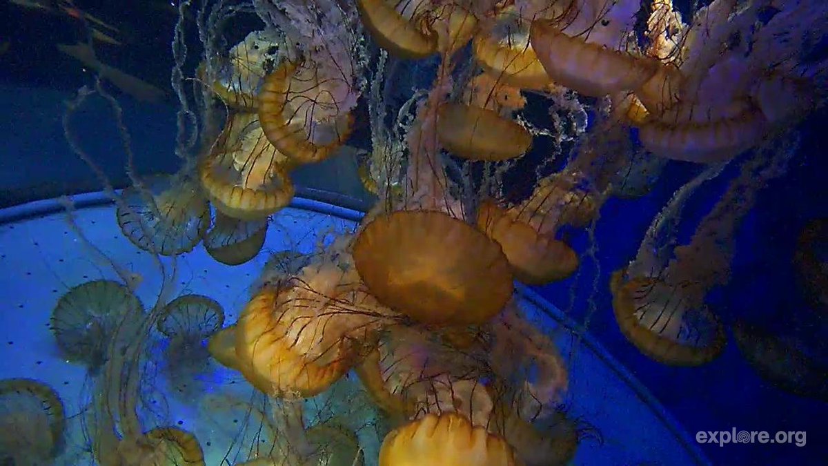 These jellies propel through water like ballerinas on our live West Coast Sea Nettles cam goo.gl/1aRYiB