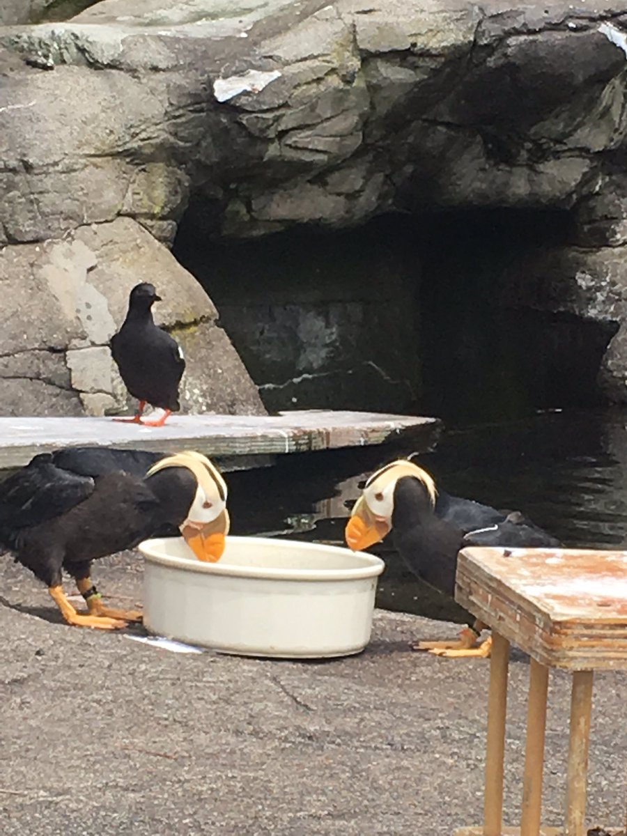 nwscuballc's tweet photo. #nwscuballc had an awesome time at the #newportaquarium #finsoff ๐ฆ https://t.co/mF9RJahxDZ