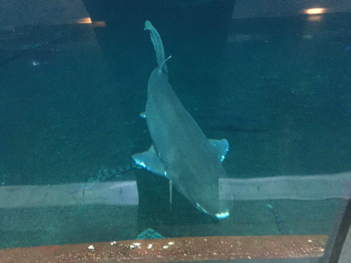 nwscuballc's tweet photo. #nwscuballc had an awesome time at the #newportaquarium #finsoff ๐ฆ https://t.co/mF9RJahxDZ