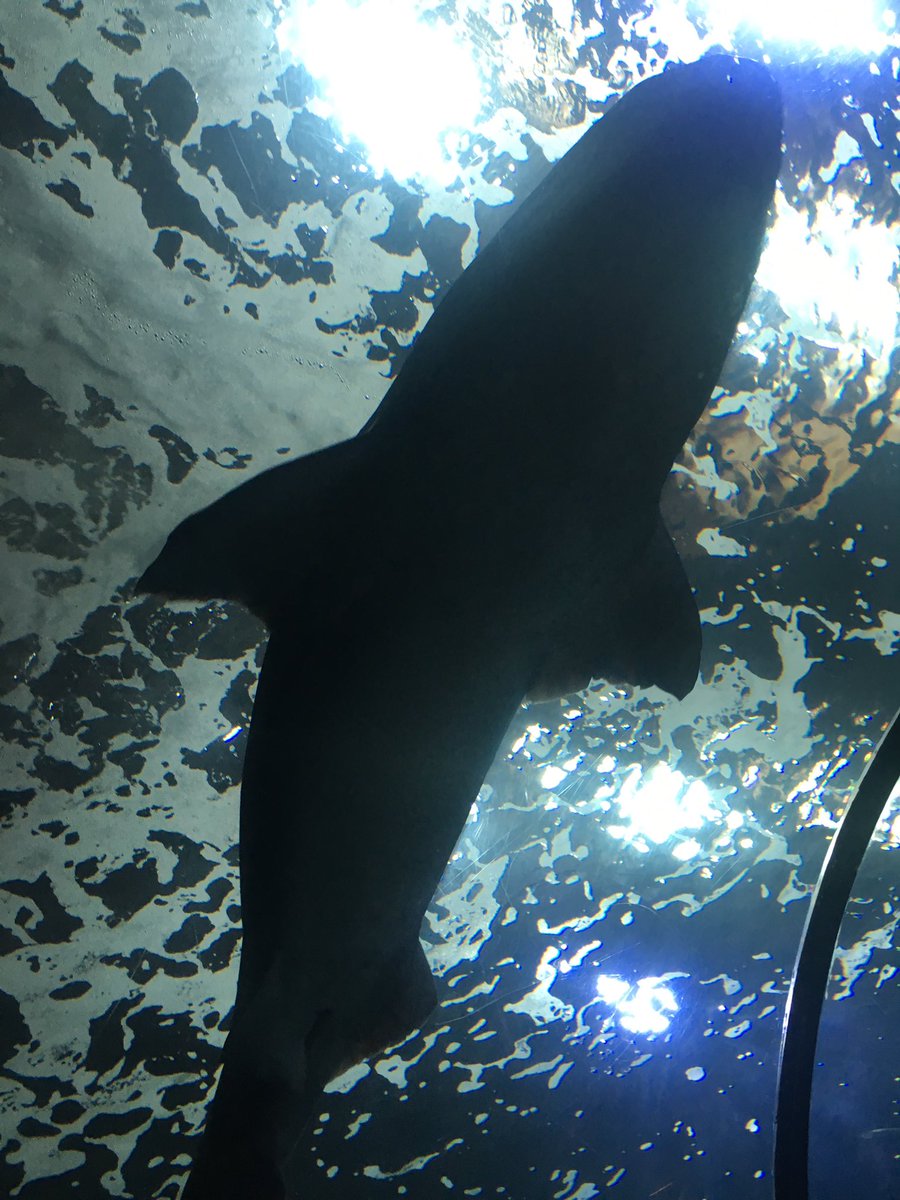 nwscuballc's tweet photo. #nwscuballc had an awesome time at the #newportaquarium #finsoff ๐ฆ https://t.co/mF9RJahxDZ
