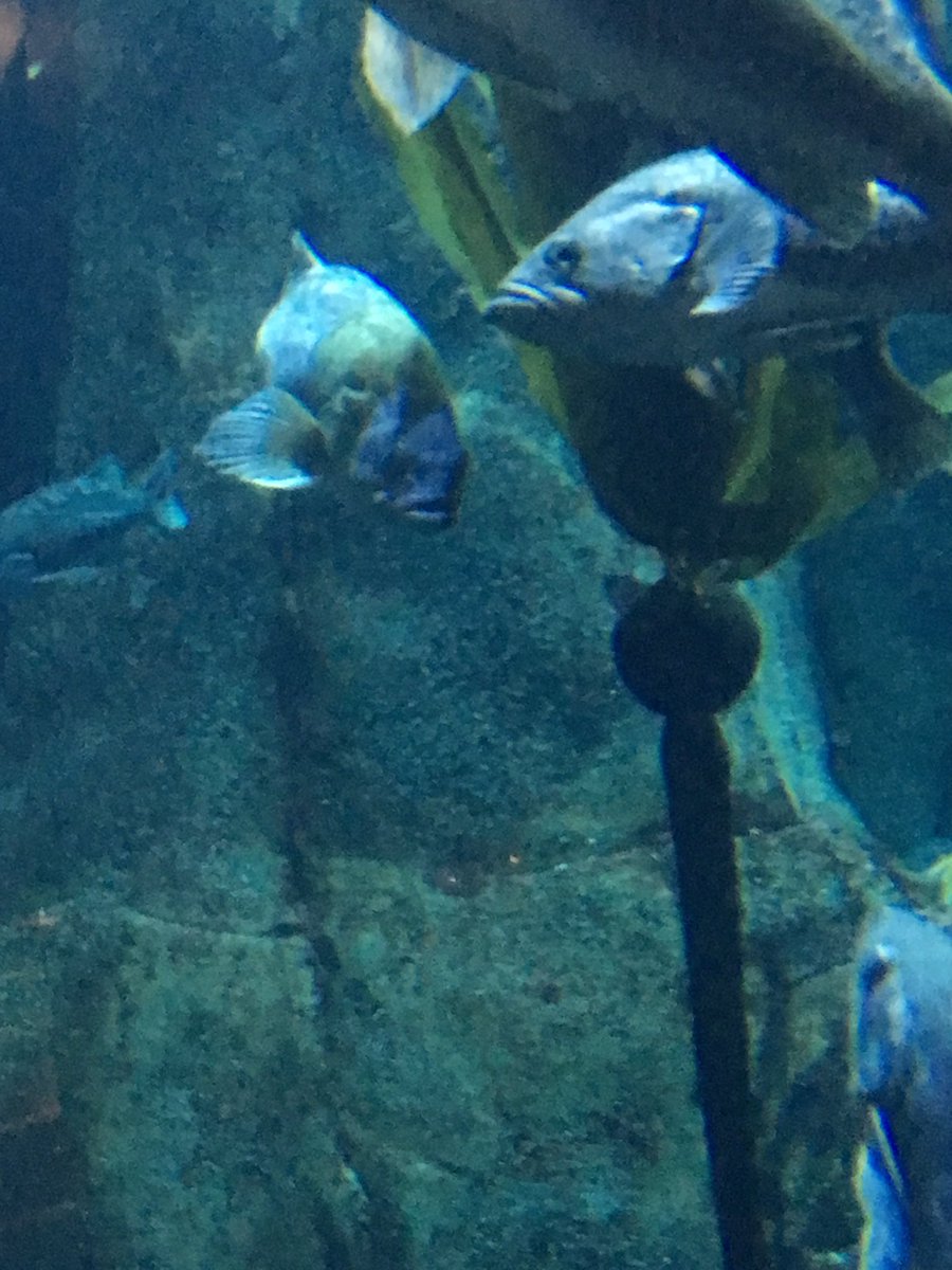 nwscuballc's tweet photo. #nwscuballc had an awesome time at the #newportaquarium #finsoff ๐ฆ https://t.co/mF9RJahxDZ