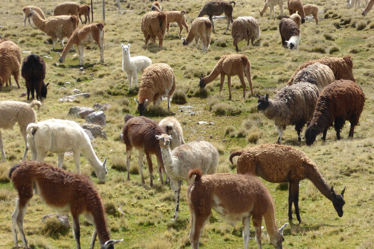 reisebloggerin's tweet photo. Alpaka-Love #visitperu #inkatrotter https://t.co/N2918HEF8T