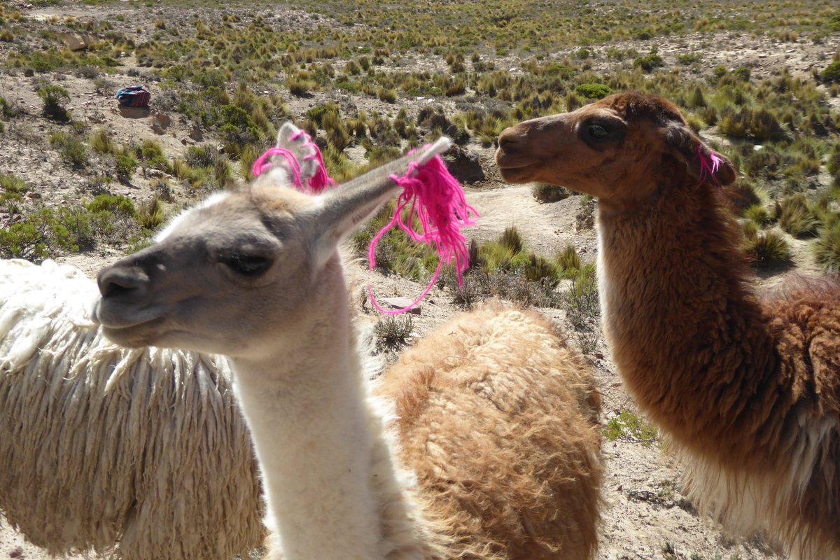 reisebloggerin's tweet photo. Alpaka-Love #visitperu #inkatrotter https://t.co/N2918HEF8T