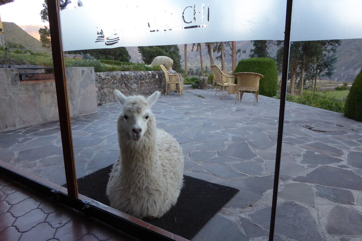 reisebloggerin's tweet photo. Alpaka-Love #visitperu #inkatrotter https://t.co/N2918HEF8T