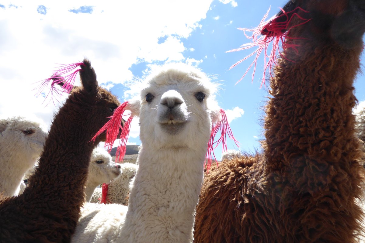 reisebloggerin's tweet photo. Alpaka-Love #visitperu #inkatrotter https://t.co/N2918HEF8T