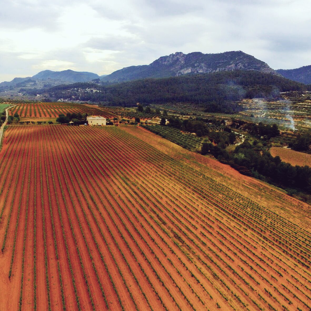 closcorvi's tweet photo. Gracias a nuestros agricultores por cuidar el campo los 365 días del año. #vinovalenciano #SanIsidro2016 #closcorvi https://t.co/vwhZEZdA6j