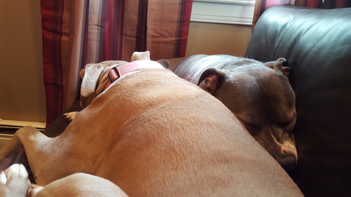 jsj071958's tweet photo. The girls taking there afternoon nap https://t.co/VYjBkh3jzC