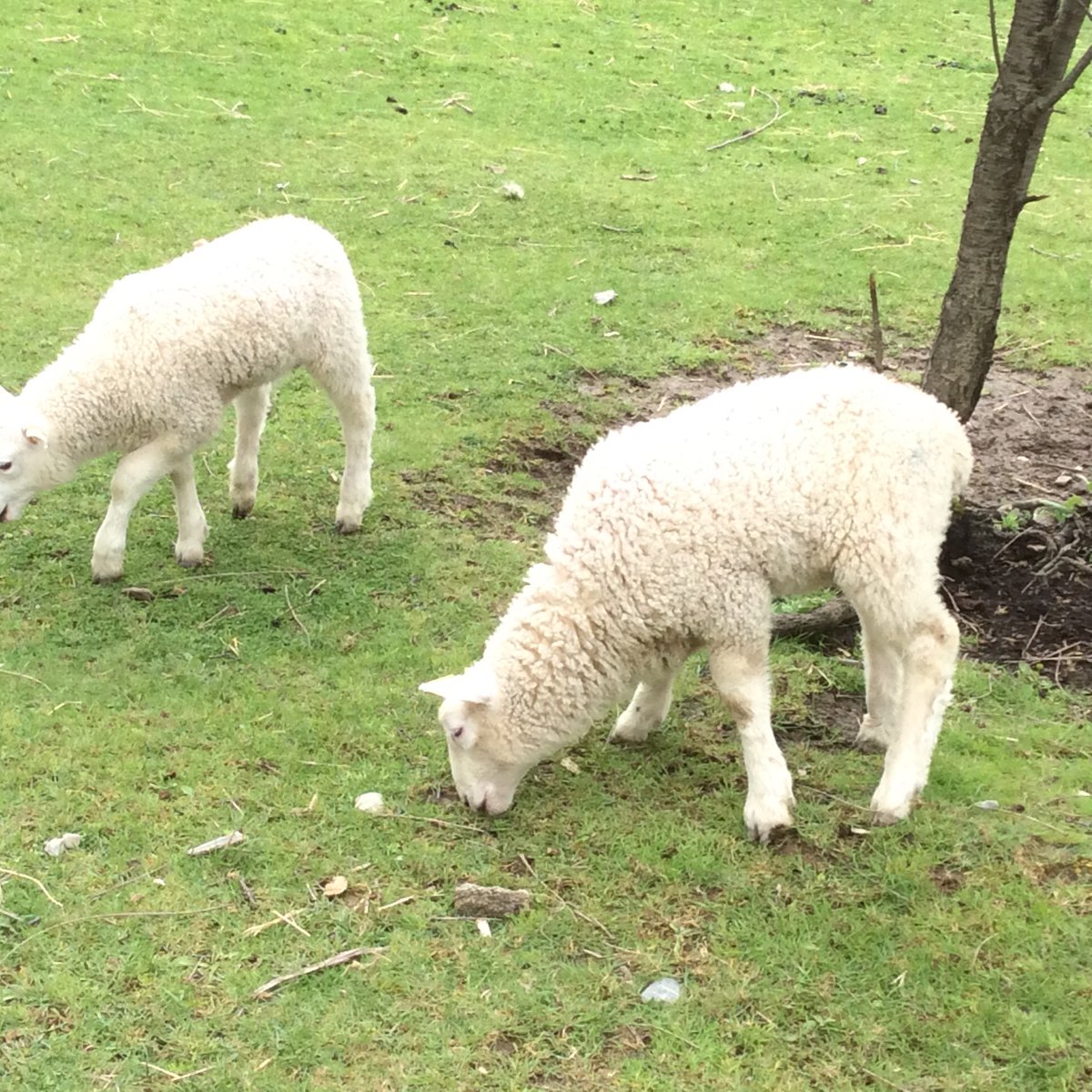 wonderstaples's tweet photo. .....nothing is more relaxing and uplifting than watching new spring babies nibbling grass.... #PANS2016 https://t.co/QwA6atibCK