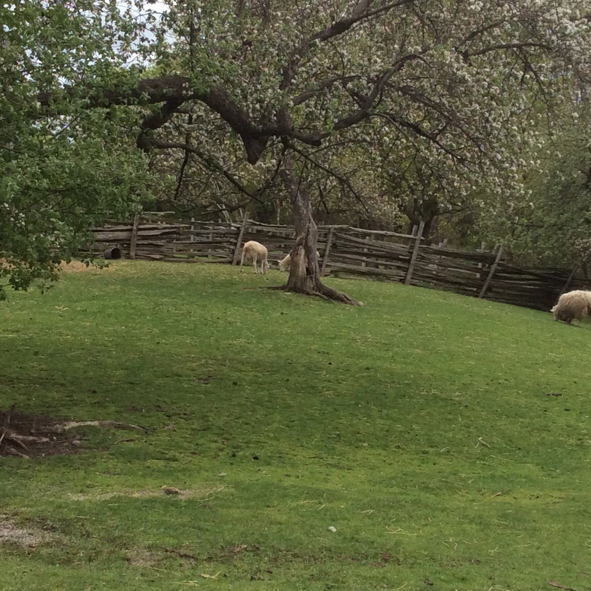 wonderstaples's tweet photo. .....nothing is more relaxing and uplifting than watching new spring babies nibbling grass.... #PANS2016 https://t.co/QwA6atibCK