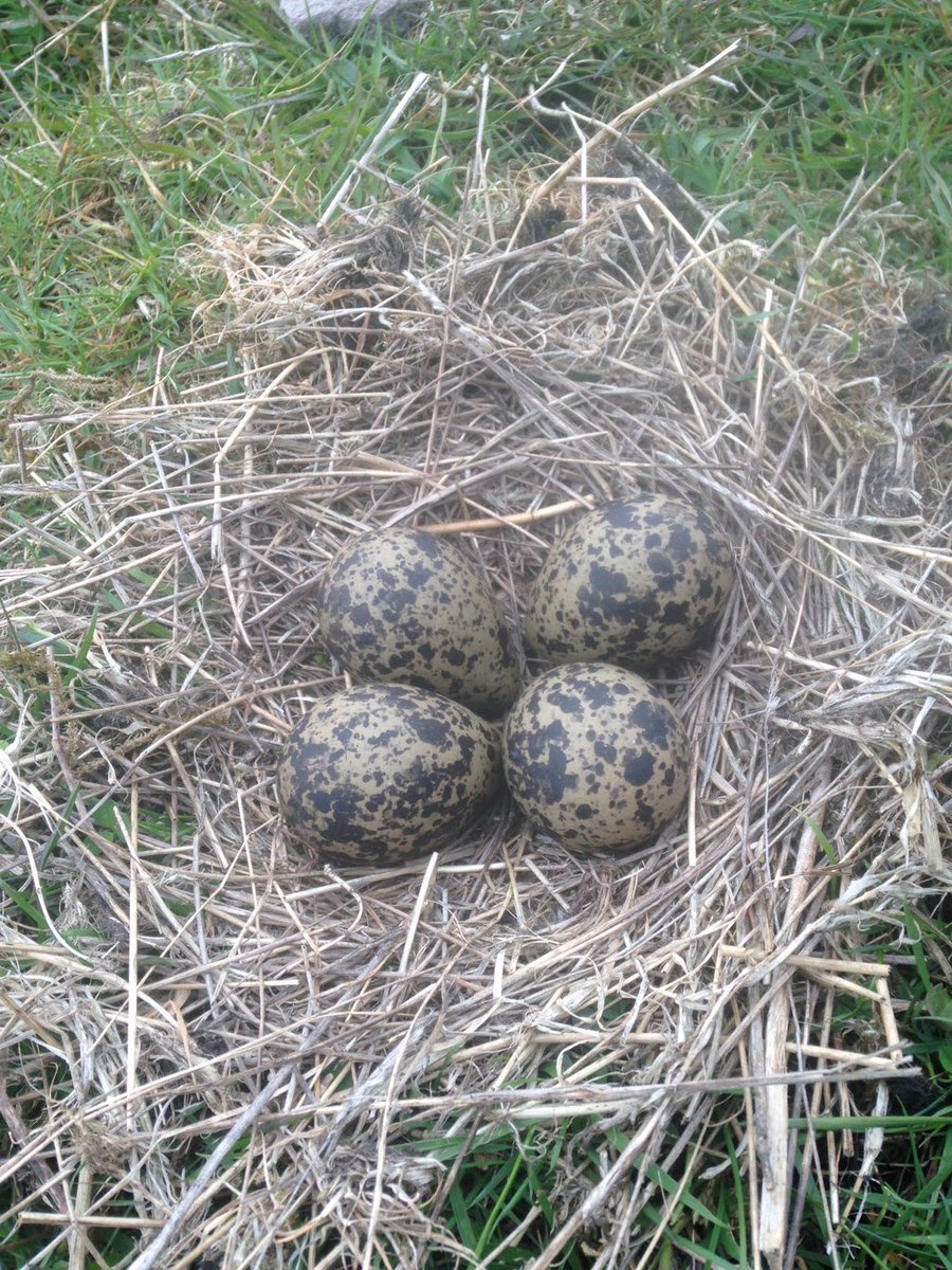 lambingtales's tweet photo. .@BBCCountryfile Spring is all about new life... love observing nests #bird #eggs #pewit #plover #curlew #lapwing https://t.co/DWNt7Cb2xP