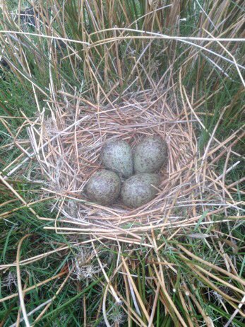 lambingtales's tweet photo. .@BBCCountryfile Spring is all about new life... love observing nests #bird #eggs #pewit #plover #curlew #lapwing https://t.co/DWNt7Cb2xP