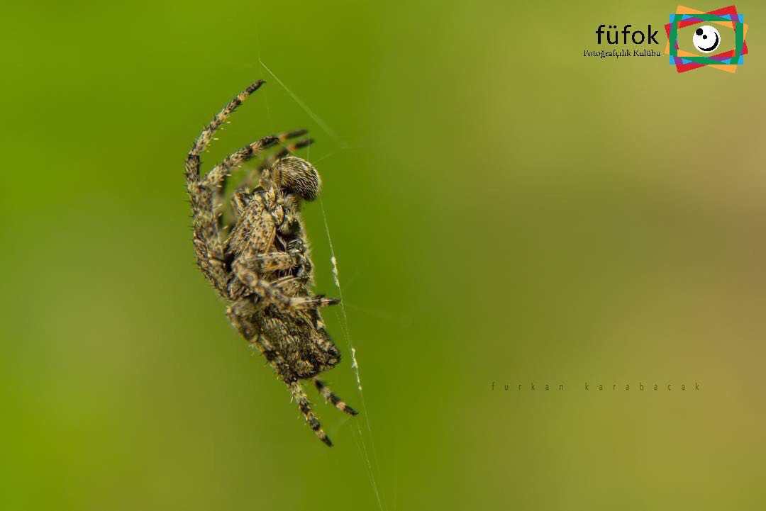 Fotograf sahibi ve üyemiz @fkarabacakvcog kendisini tebrik eder paylaşım için teşekkür ederiz