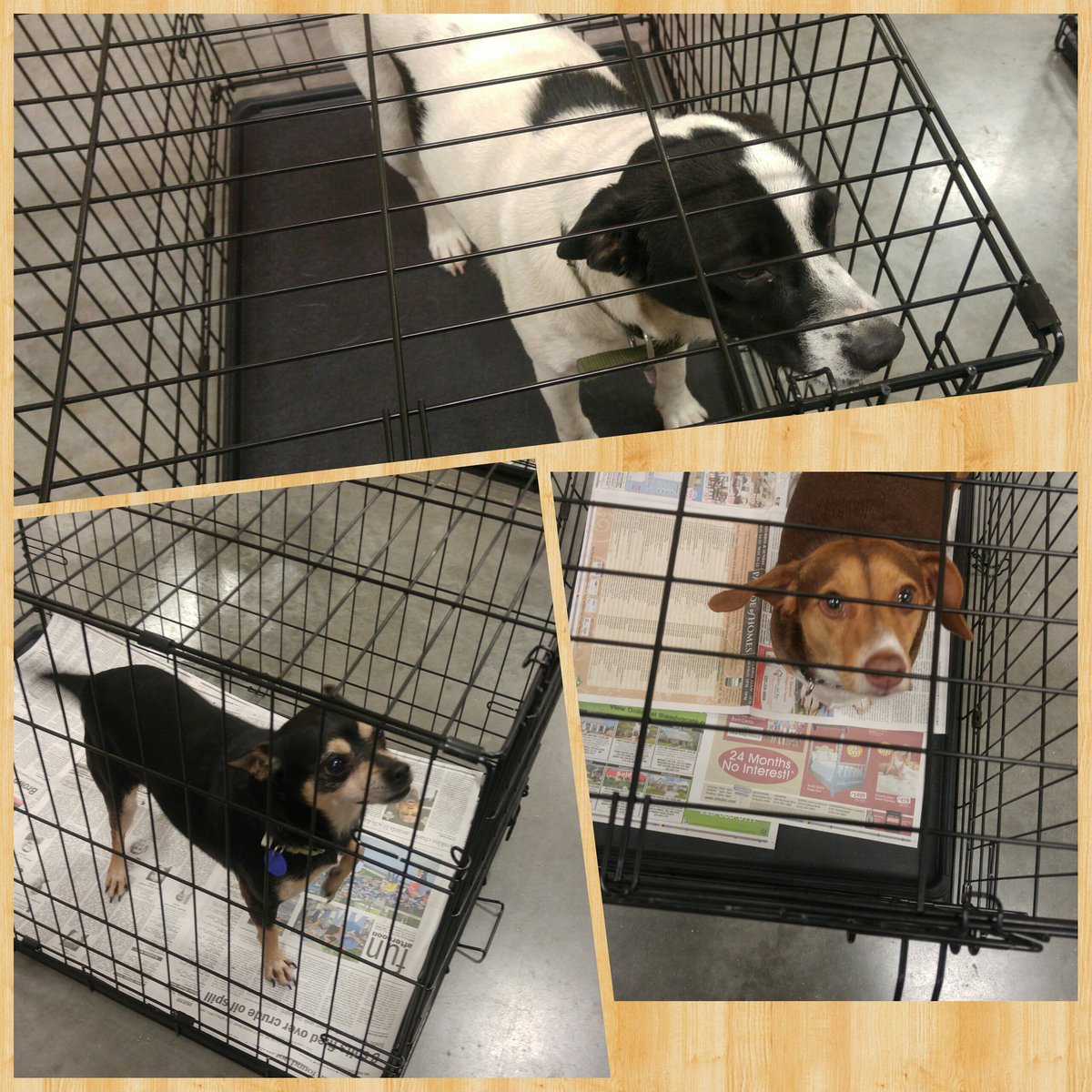 PetSmart 637 tweet media