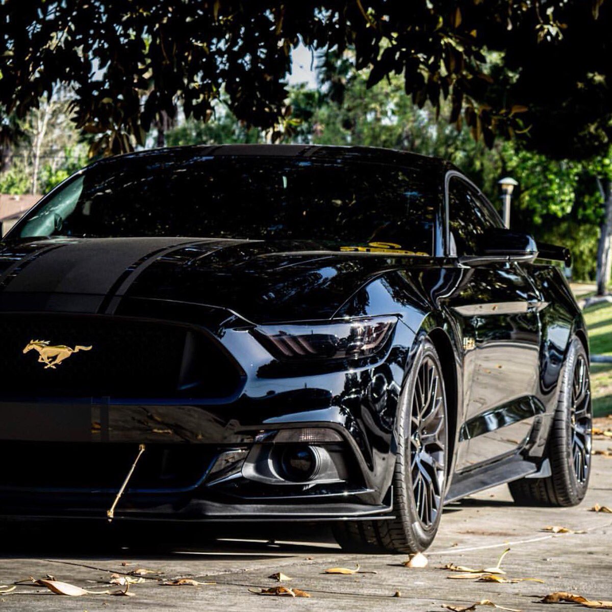 badass_mustangs's tweet image. 