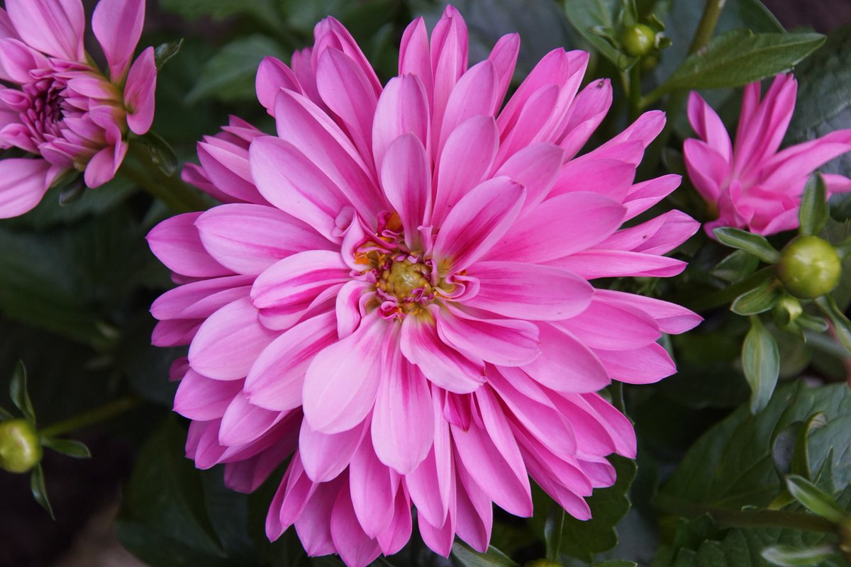 atjilp2theworl5's tweet photo. #Dahlia #flowers2016 #photography https://t.co/6oBML6xaKA