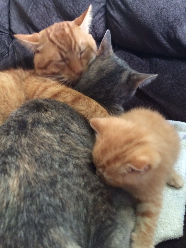 crazyperfect561's tweet photo. @MaKaylaBurris24 @Kaleigh3275 #familycatgoals 😻😻👌🤘🏼 https://t.co/XypSXMG9tc