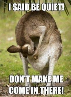Blip_Home's tweet photo. A mother kangaroo yelling to her fetus baby.... https://t.co/aDTcrhbmnz