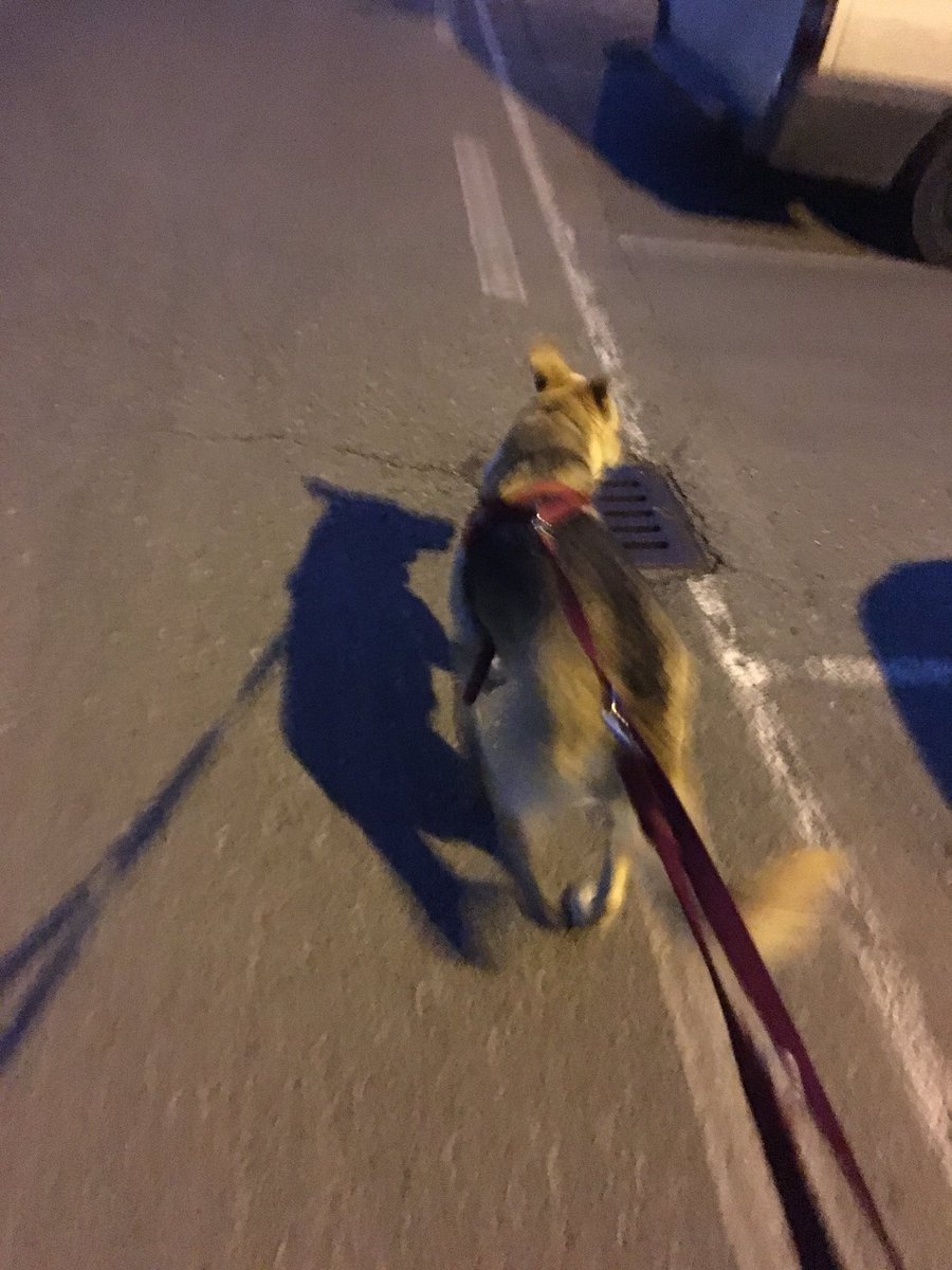 SimonaGallina97's tweet photo. È lei che porta a spasso me😆 https://t.co/Q1DZj9xFil
