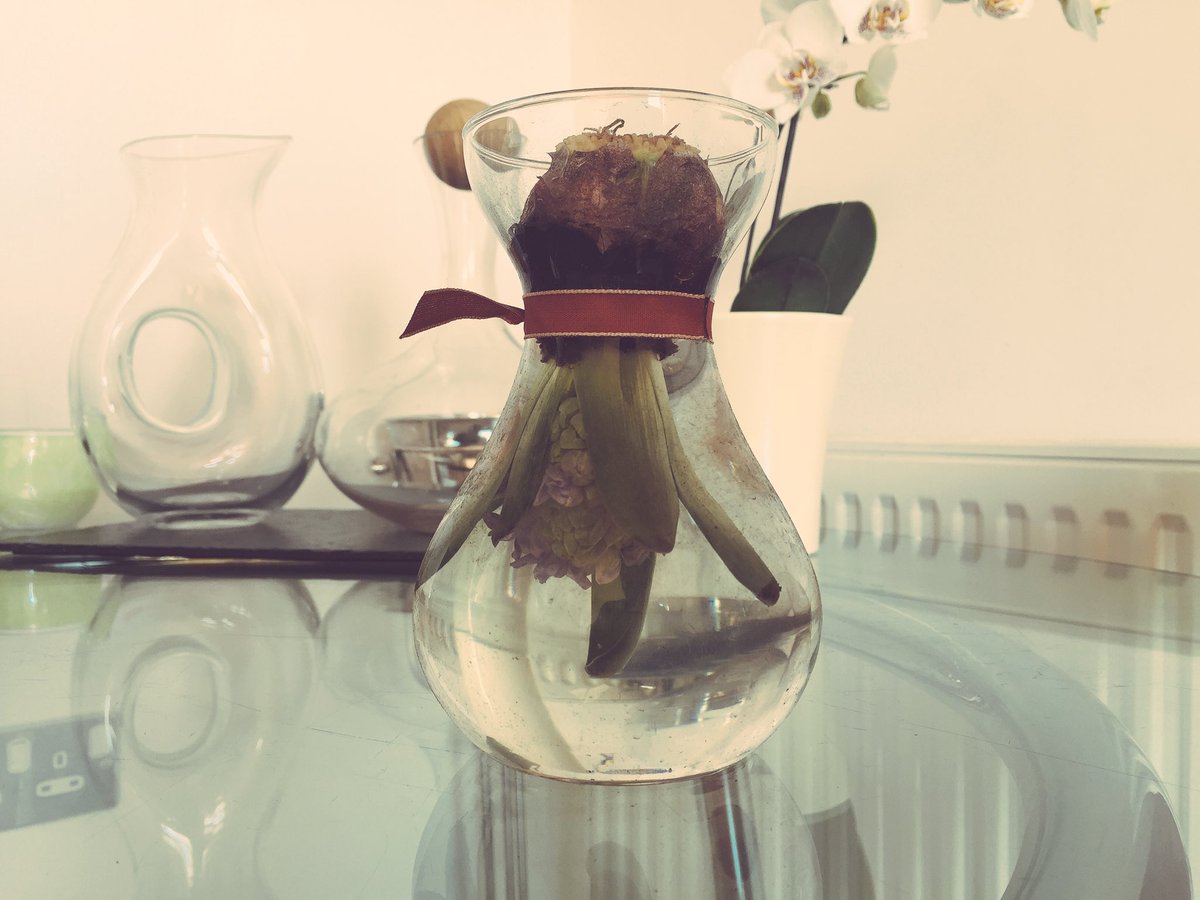 d0ug7a5's tweet photo. TFW you accidentally grow an orchid upside down #greenfingers #gardeninglife #underwater #completelysubmerged https://t.co/jGtVbtrtBB