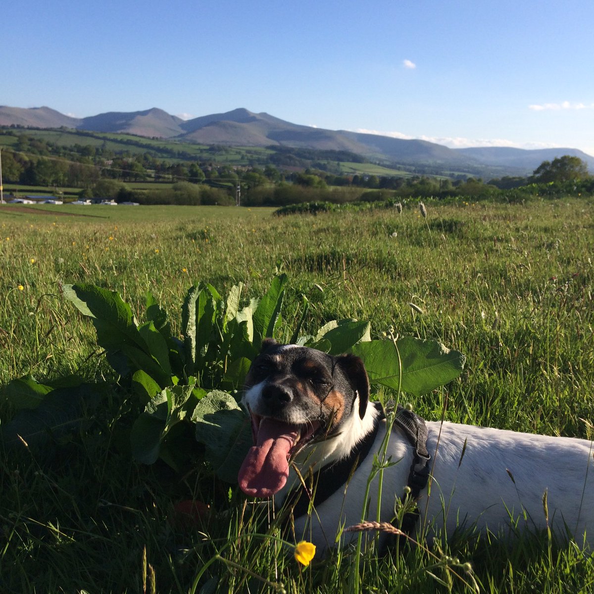 Suns out tongues out. #dogsoftwitter #BreconBeacons