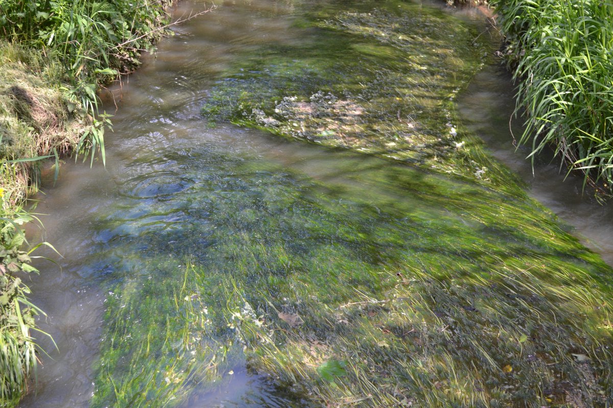 ot_payne's tweet image. #OTcomm lovely stream found when exploring green space this weekend.