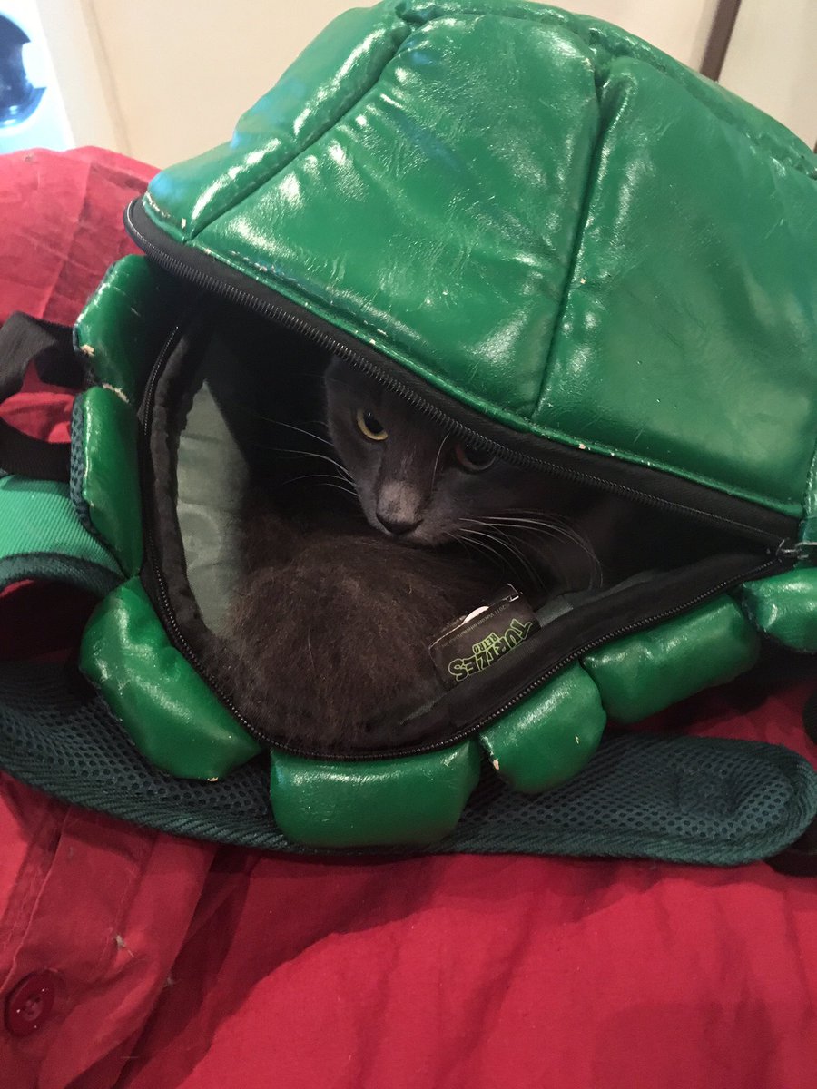 JordanMalak's tweet photo. Hiding level: Expert. #kittengames #turtlebackpack https://t.co/YCdQuahozZ