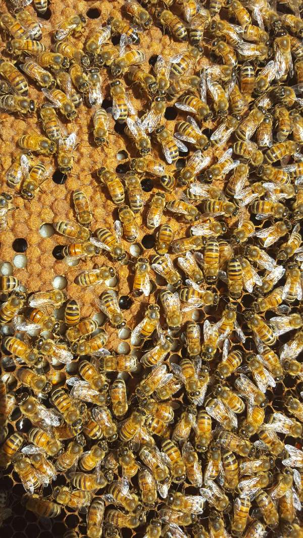 DungeonVulture's tweet photo. #bees #beekeeping #savethebees https://t.co/uxe2OyGAJe