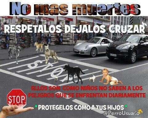 PerroUsuario tweet picture