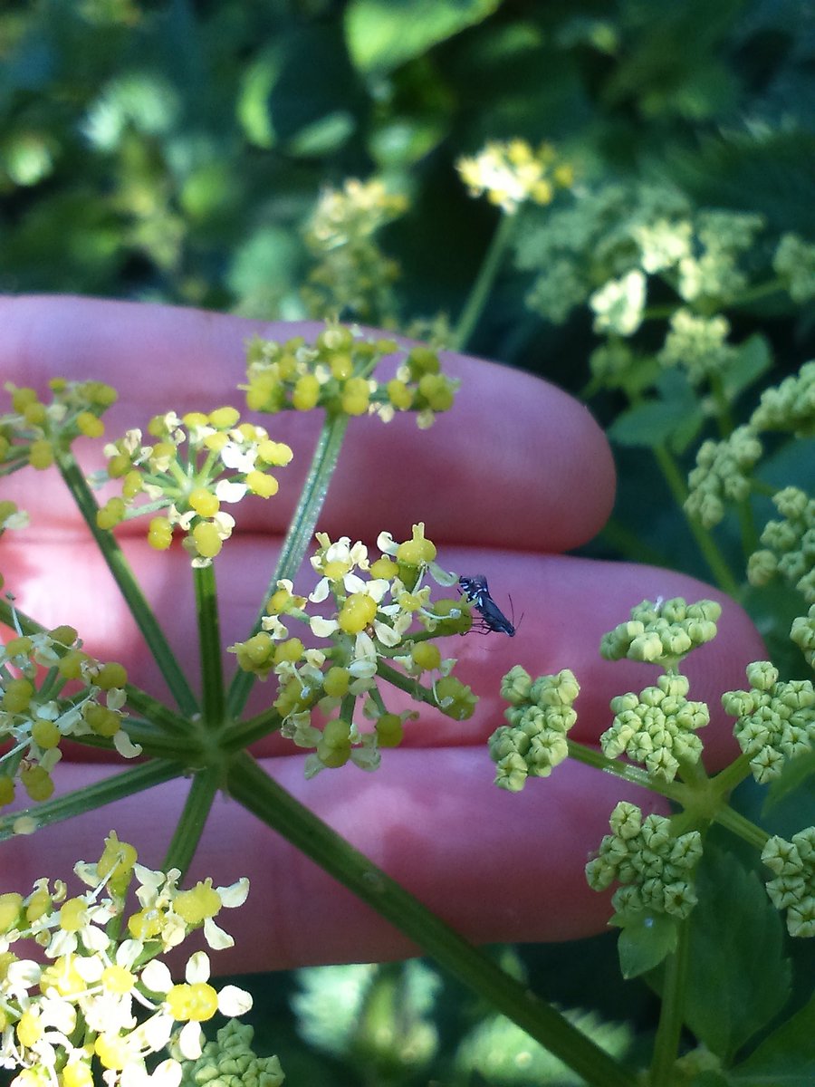 Hi @MothIDUK, I found this very pretty micro Moth(?) today on an Alexander flower. Any ideas? Approx 4mm long