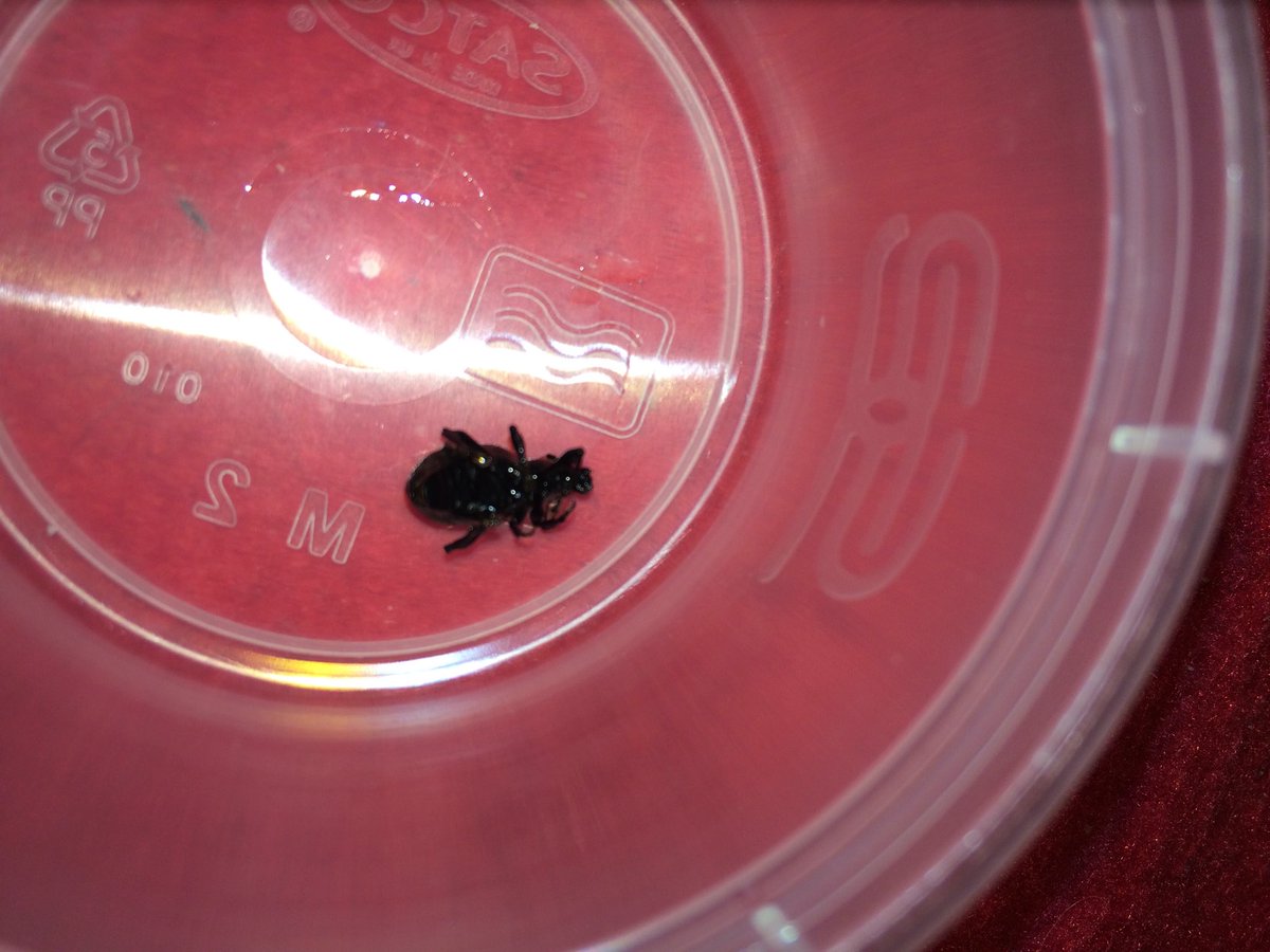 SandraHarrison9's tweet photo. Well didn't expect this to come out of the Singha lager bought from @marksandspencer and it's alive!! #drunkfly https://t.co/F1PHatf5nU