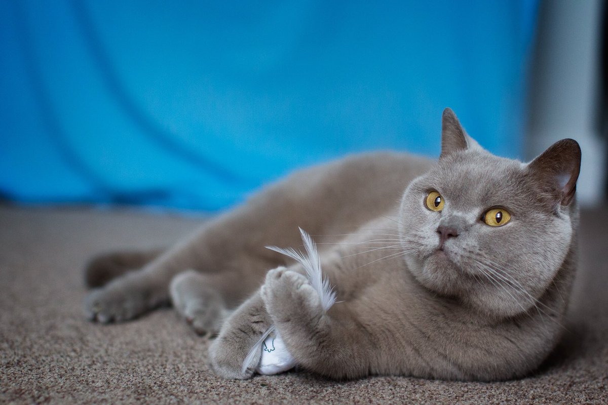 Oldfolky2's tweet photo. @MORETHAN Here is Teddy practising his 'swipe' at a feather toy #CatDaysIn #PlayMore https://t.co/2rV2CLIeuE