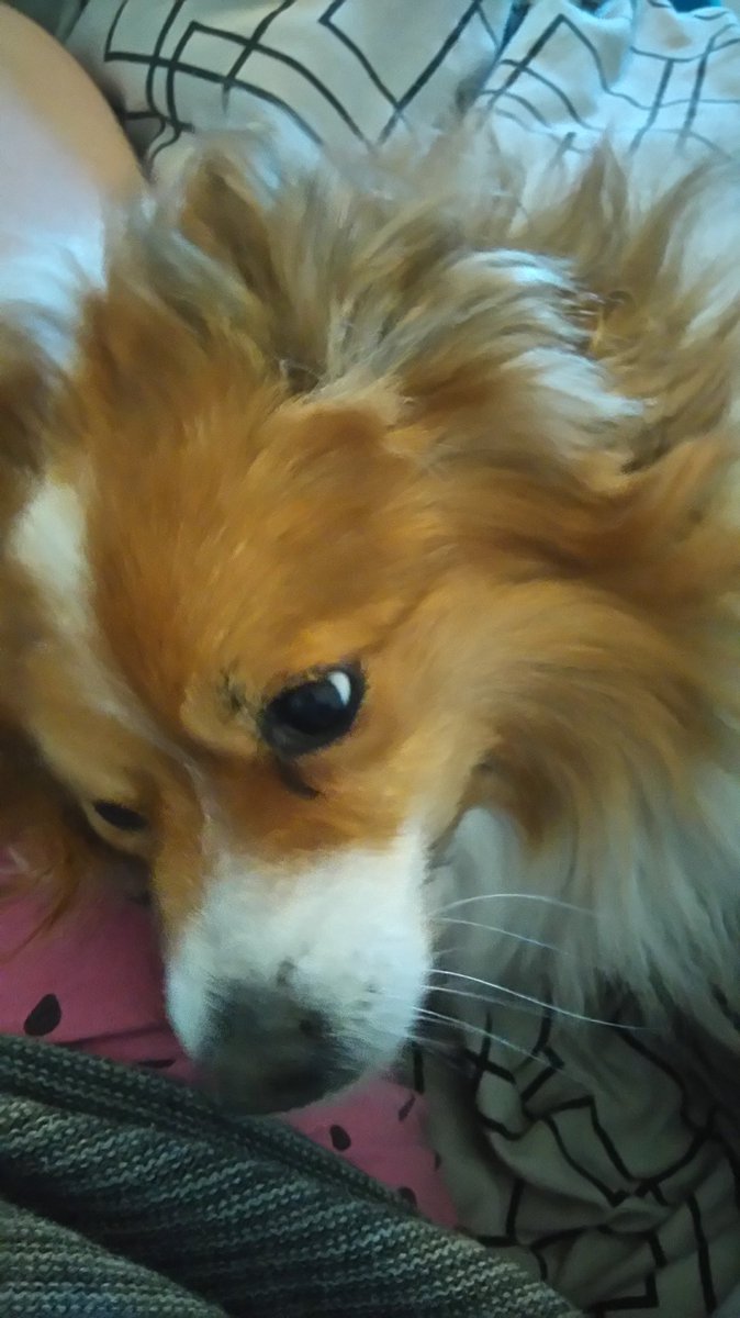 tararose5497's tweet photo. Been away from this little pup for 6 weeks, serious cuddles are in order 💗 #dogsoftwitter https://t.co/qTAB4xn7Mn