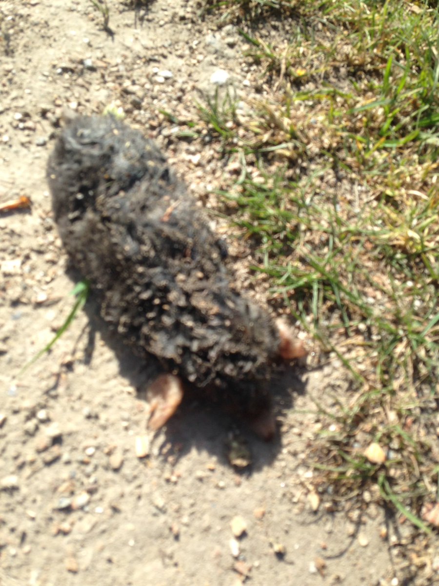 lenettevdongen's tweet photo. Wie was de mol. #wwdm
Lag vanmiddag op t pad. Dood ๐ข Lief snuitje. https://t.co/bDTqdWSqUq
