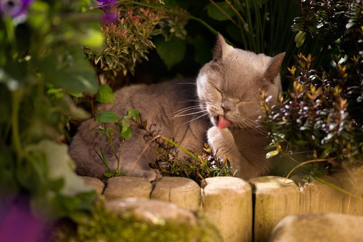Oldfolky2's tweet photo. @MORETHAN an exploration of a mini jungle within the back terrace #PlayMore #CatDaysIn https://t.co/ypkKs8NLmf
