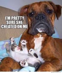dogipack's tweet photo. LOL! #dogipack #dogsofinstagram #adoptdontshop #rescuedogs https://t.co/8Y4OuxuGjs