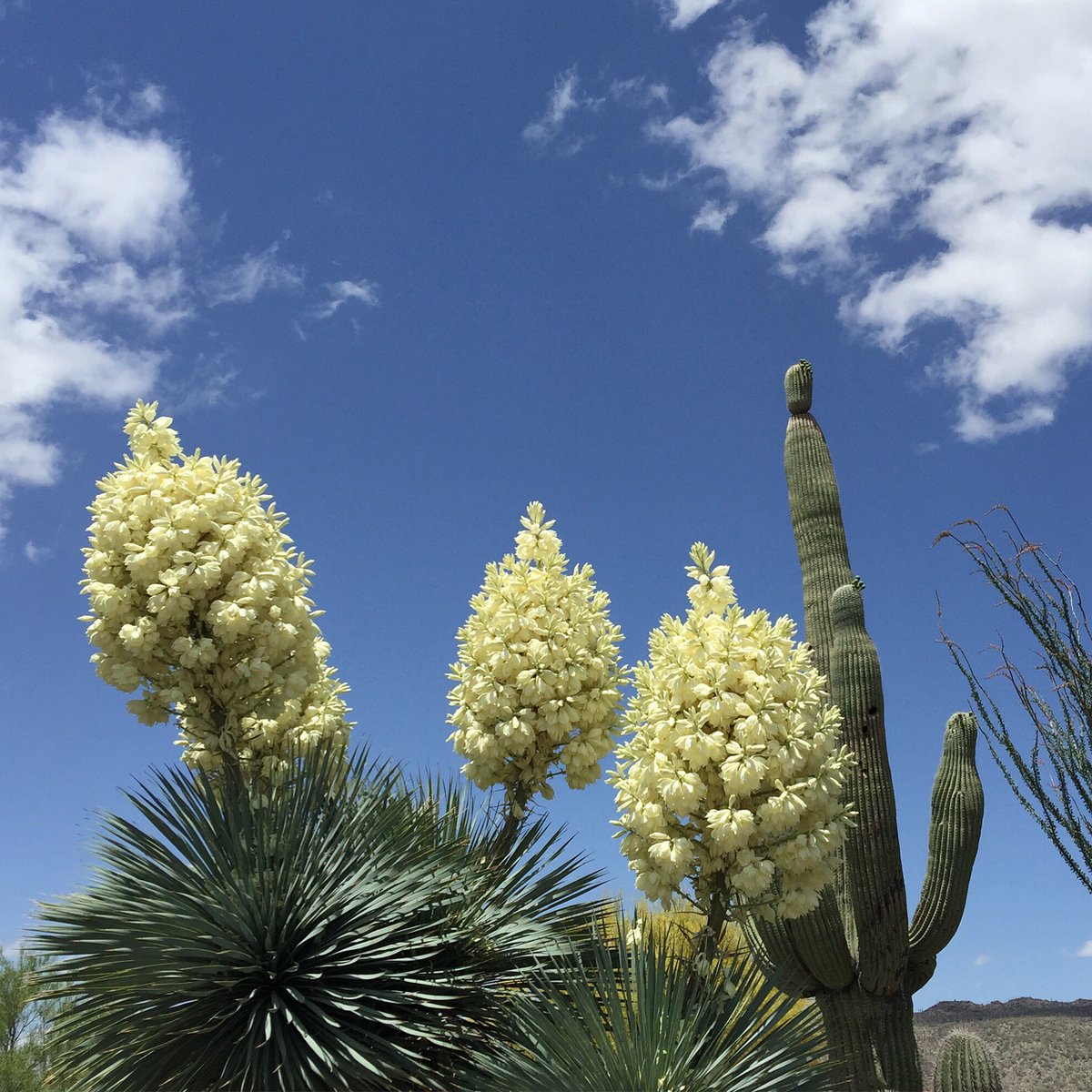 StarburstDecor's tweet photo. Beauty. Yucca's in bloom. #yucca #SummerPlans #BLOOM https://t.co/0yUgJO97HF