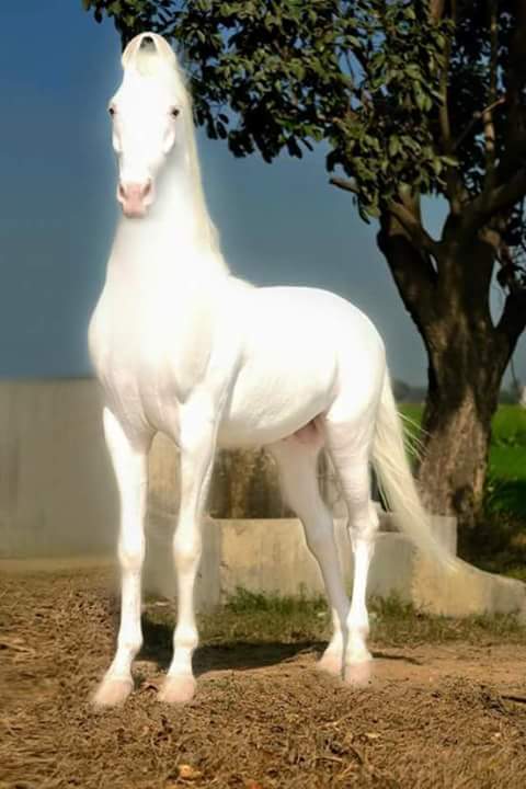 Muhamma08065360 tweet picture