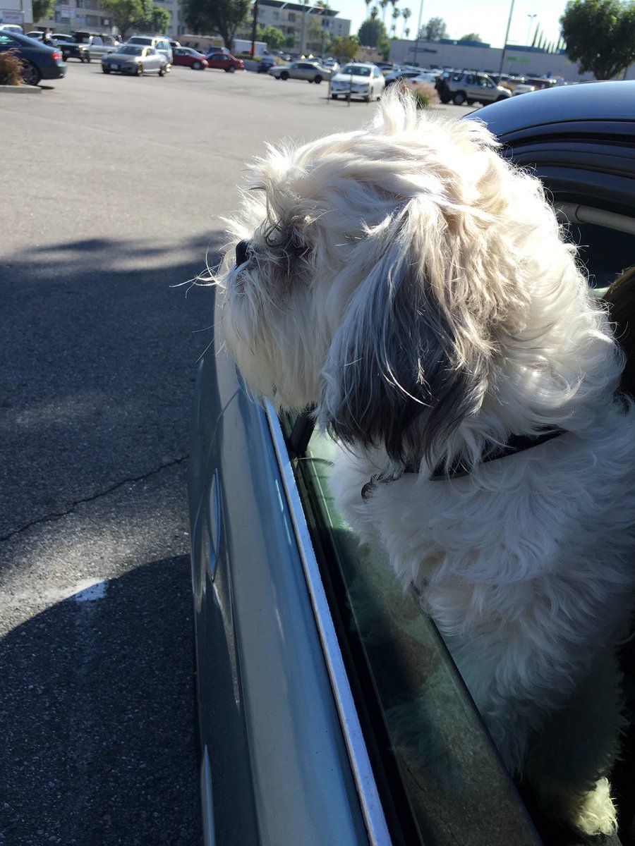 GoMaxAuto's tweet photo. Deep thoughts for this little guy...#shithzu #LittleGuy https://t.co/EEoiP3S1H7