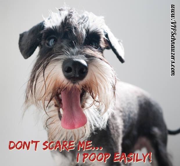 EclipsePets's tweet photo. Don't scare the pup!  #bekindtoanimals  #ipoopeasily https://t.co/xR6GKQIerj