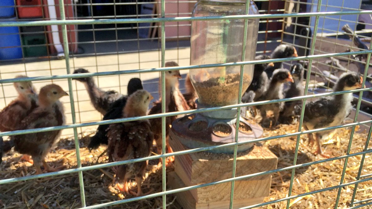 I guess these baby chicks are getting crate training. I crave #chickennuggets  <a href="/WindyHillCider/">Windy Hill Orchard</a>