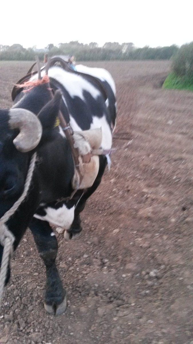 farmer_charles's tweet photo. Bit of power harrowing with the ox! #oxen #oxpower #farmpics https://t.co/OVqY7Vp6K0